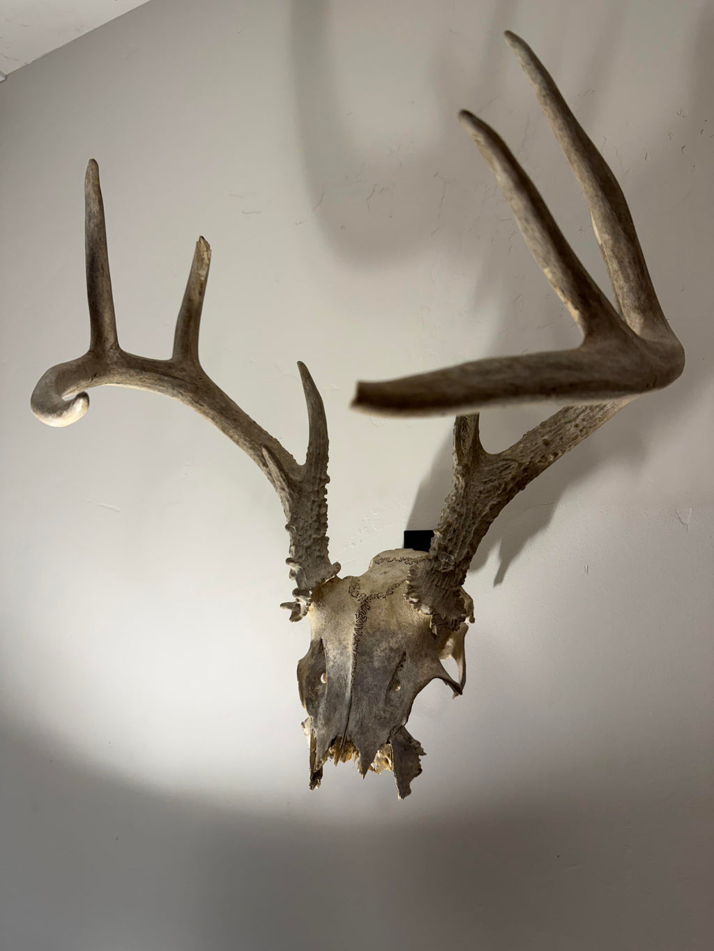 Game skull mount